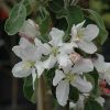 Apple Granny Smith #5 - Image 2